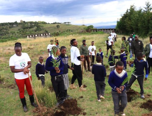 Leaving No School Behind in Tree Growing