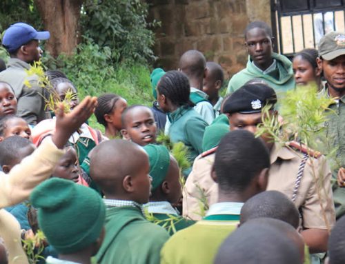 Limuru Tree Planting Exercise