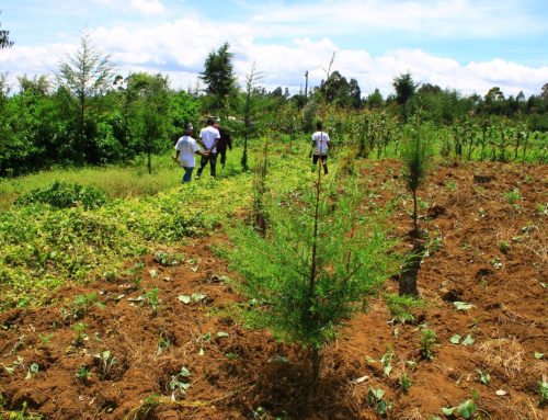 Tree Growing Process Monitoring and Evaluation