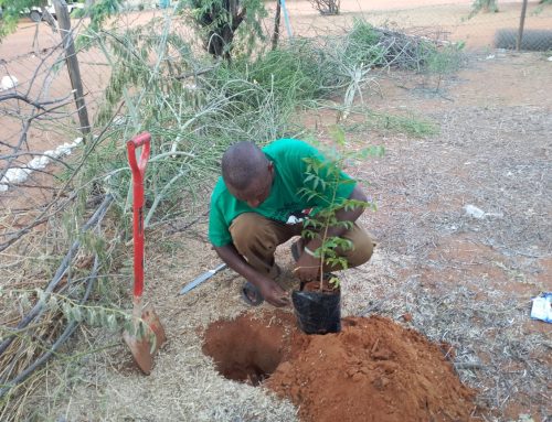 Pursuing Greener Wajir County through Sustainable Tree Growing