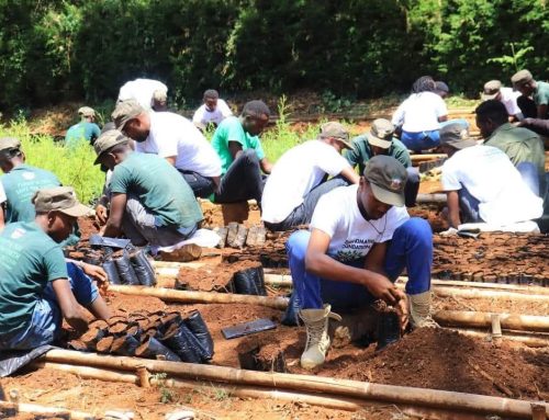 A Mega Tree Nursery at Dedan Kimathi Foundation