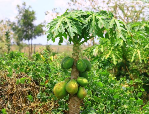 A Beacon of Hope in Sustainable Agriculture
