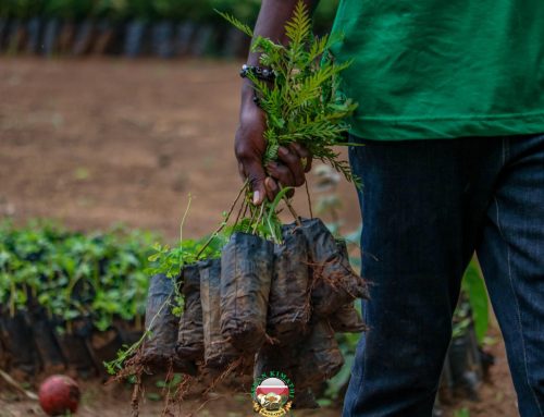 Rumuruti Team Sparks Environmental Transformation in Laikipia West