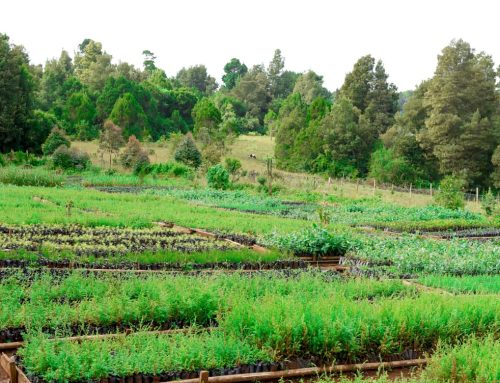 Powering Our 50 Million Tree Growing Mission