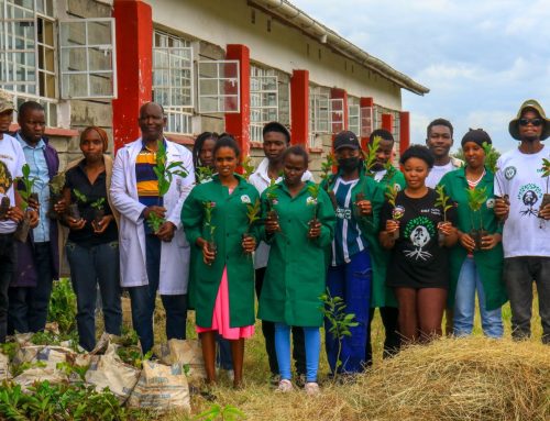 Building Dedan Kimathi Foundation  Green Legacy 